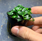 Marcus Fish Tanks Anubias Nana Petite Live Aquarium Plants Potted Freshwater Auatic Plant