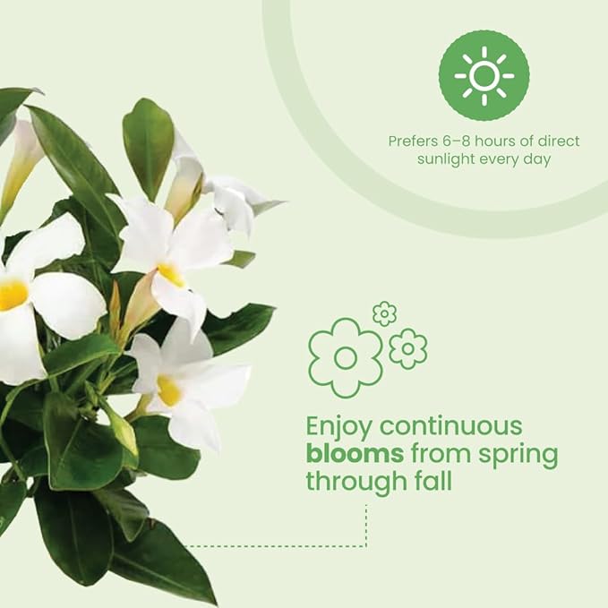 American Plant Exchange Dipladenia Bush 'White', 6-Inch Pot, Continuous Blooms, Easy-to-Care Live Plant for Indoor & Outdoor Use, Flowering Shrub Perfect for Landscapes, Container Gardens & Patios