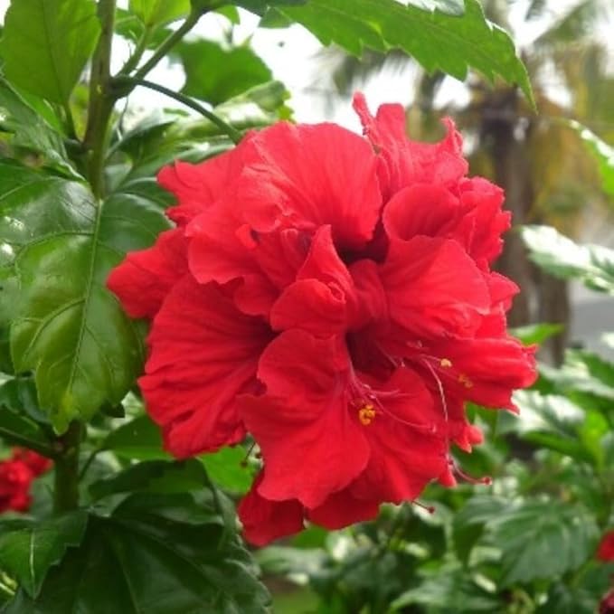 2 Rose of Sharon Tree Live Plant - Red Althea | 1–2 Feet Tall Flowering Shrubs | Red Hibiscus Syriacus for Outdoor Planting and Garden Beds