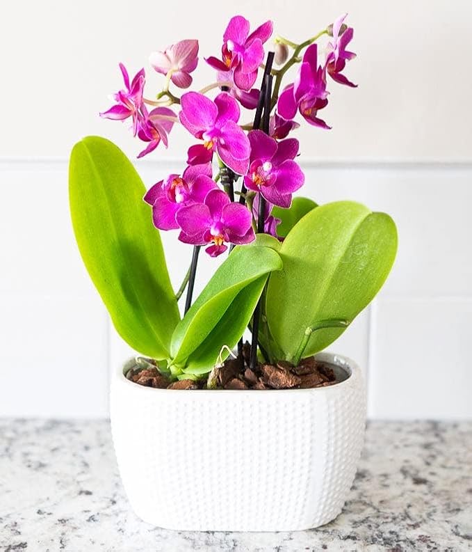 From You Flowers - Picturesque Purple Mini Orchid for Birthday, Anniversary, Get Well or Celebration