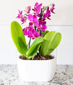 From You Flowers - Picturesque Purple Mini Orchid for Birthday, Anniversary, Get Well or Celebration