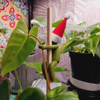6PCS Plant Propagation Buddy, Plant Cutting Holders for Sprouts and Stems, Plant Supports Come with Colorful & Christmas Hats, Ideal for Decorating Indoor Garden and Propagation Station (Red)