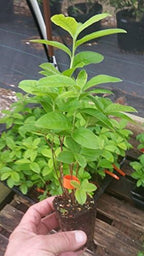 (1) - Mandarin Lights Orange Deciduous Azalea - Starter Plants (7L) (1 Live Plant)