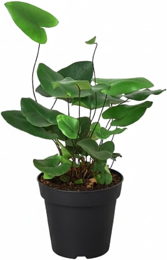 Fern 'Heart' (4 inch) - Lucky Houseplants - 4/6 inch Unique Live Decorative Houseplants - Easy to Care Indoor Plants, Perfect for Office, Home & Feng Shui Decor