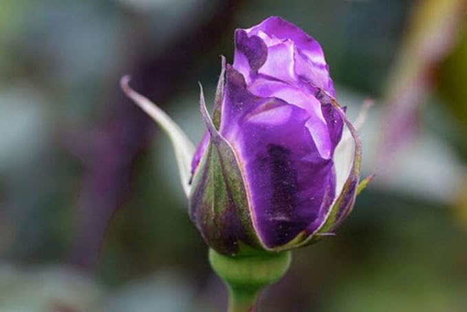 Bonsai Germany Rare Purple Roses 30Pcs Dragon Rose Heirloom Seeds Flowering Plants
