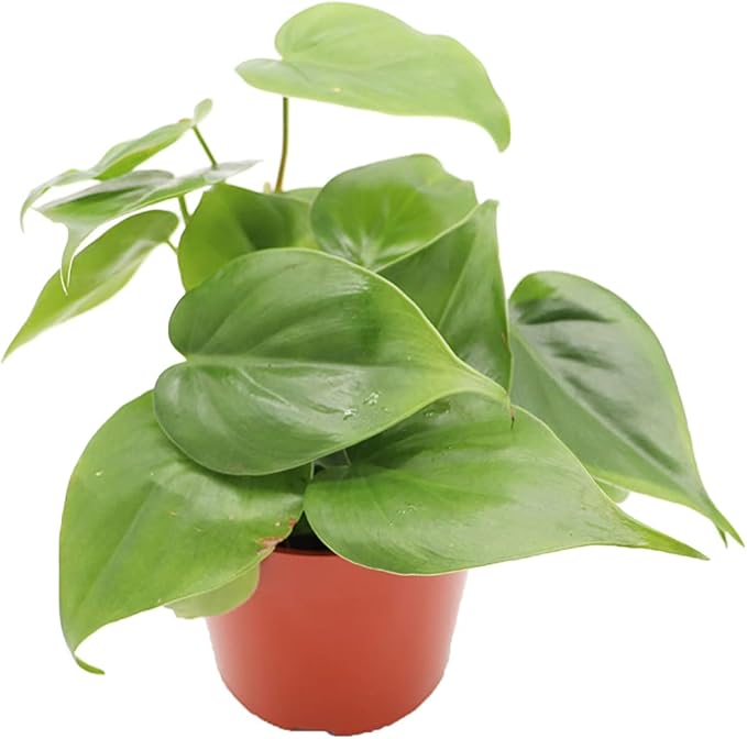 Philodendron Cordatum - 4" from California Tropicals