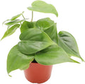 Philodendron Cordatum - 4" from California Tropicals
