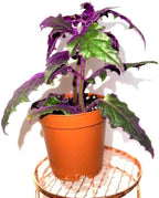 Gynura aurantiaca - Purple Passion Plant – Live Indoor Houseplant – 2 Inch Pot – Vibrant Purple Foliage
