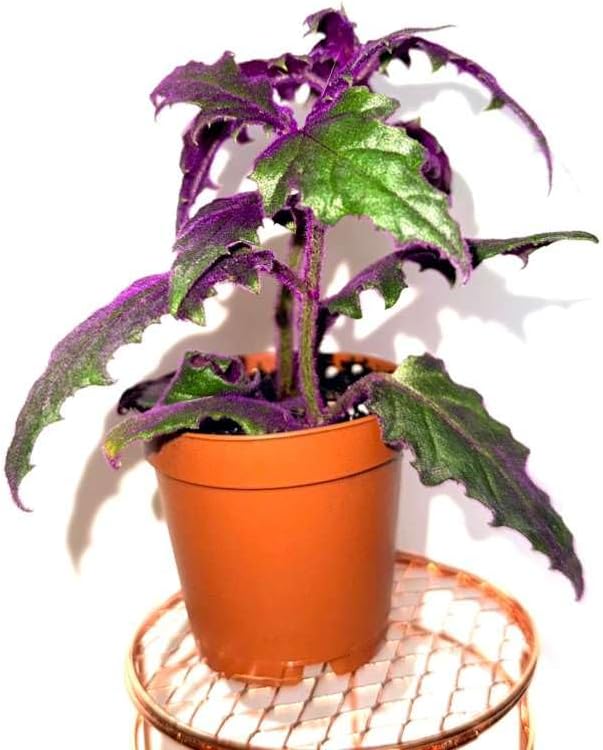 Gynura aurantiaca - Purple Passion Plant – Live Indoor Houseplant – 2 Inch Pot – Vibrant Purple Foliage