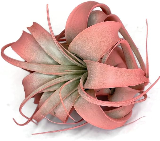 XL Xerographica Colored Air Plant, Live Tillandsia House Plant, Easy Care Indoor Outdoor, Great Gift, Healthy Arrival Guaranteed (Peach)