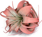 XL Xerographica Colored Air Plant, Live Tillandsia House Plant, Easy Care Indoor Outdoor, Great Gift, Healthy Arrival Guaranteed (Peach)