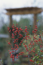 RedCrocus Sparkleberry Winterberry Ilex verticillata- Vibrant Red Berries, Deciduous Shrub, Attracts Pollinators, Deer Resistant, Container Friendly, Pet Safe, Ideal for Gardens 3 Gallon