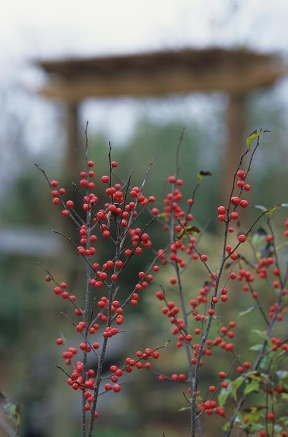RedCrocus Sparkleberry Winterberry Ilex verticillata- Vibrant Red Berries, Deciduous Shrub, Attracts Pollinators, Deer Resistant, Container Friendly, Pet Safe, Ideal for Gardens 3 Gallon