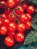 Husky Cherry Red Tomato Seed