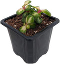 Rainbow Bush Jade Plant - Spekboom - Portulacaria mediopicta - 2.5" Pot