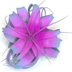 XL Xerographica Colored Air Plant, Live Tillandsia House Plant, Easy Care Indoor Outdoor, Great Gift, Healthy Arrival Guaranteed (Rainbow #2)