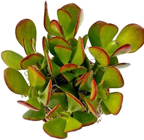 Fat Plants San Diego Succulent Plant(s) Fully Rooted in 4 inch Planter Pots with Soil - Real Live Potted Succulents/Unique Indoor Cactus Decor (1, Crassula Ovata Jade Plant)