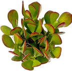 Fat Plants San Diego Succulent Plant(s) Fully Rooted in 4 inch Planter Pots with Soil - Real Live Potted Succulents/Unique Indoor Cactus Decor (1, Crassula Ovata Jade Plant)