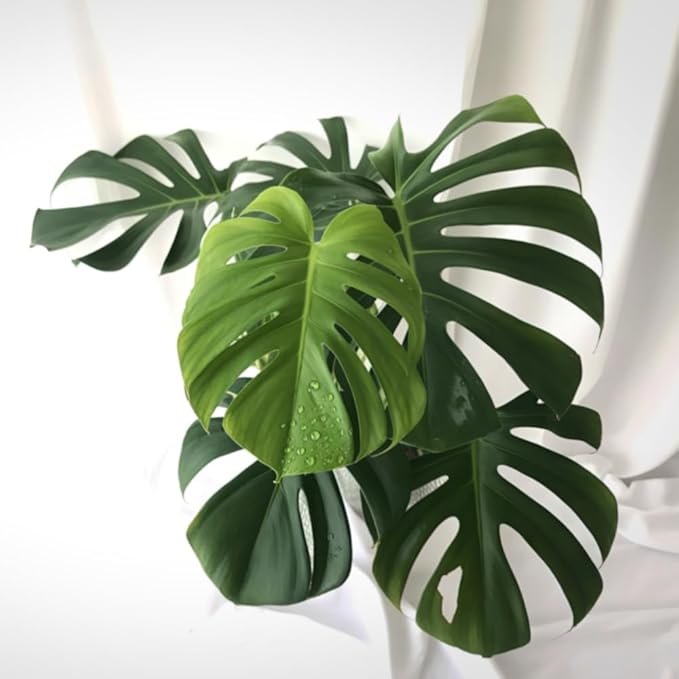 Monstera Plant Live, Monstera Fully Rooted 4-7'' Tall, No Pot, Easy-Care, Fast-Growing Indoor Houseplant (Deliciosa Swiss Cheese)