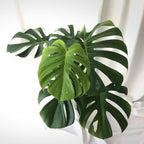 Monstera Plant Live, Monstera Fully Rooted 4-7'' Tall, No Pot, Easy-Care, Fast-Growing Indoor Houseplant (Deliciosa Swiss Cheese)