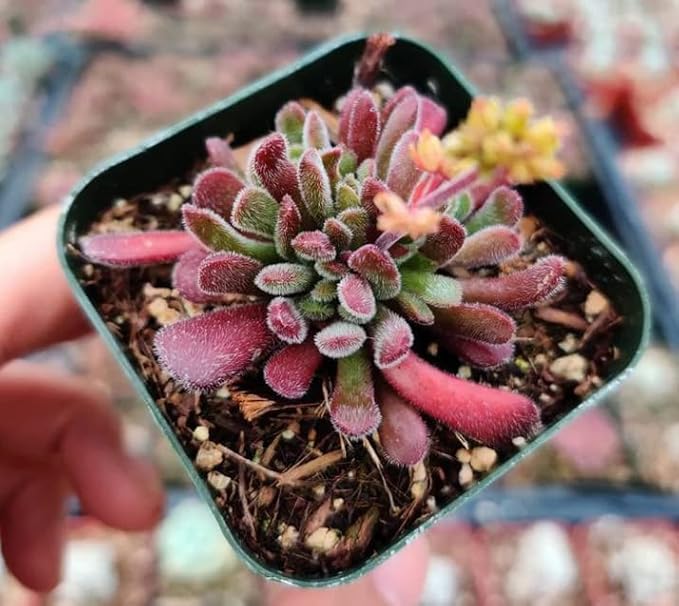 Live Cactus and Succulent Plants (2" Pot Crassula Pubescens)