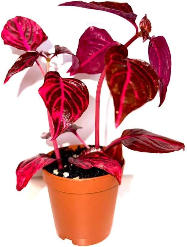 Bloodleaf ‘Rich Redstar’ – Live Plant – Vibrant Red Foliage – 2 Inch Pot – Indoor/Outdoor