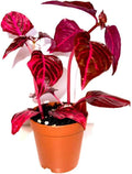 Bloodleaf ‘Rich Redstar’ – Live Plant – Vibrant Red Foliage – 2 Inch Pot – Indoor/Outdoor