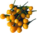 Aji Charapita Charapa Wild Peruvian Heirloom Pepper Premium Seeds for Planting Packet