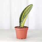 Thorsen's Greenhouse Live Variegated Whale Fin Snake Plant, Low Light, Collector Houseplant, 4-inch Diameter Mature Plant