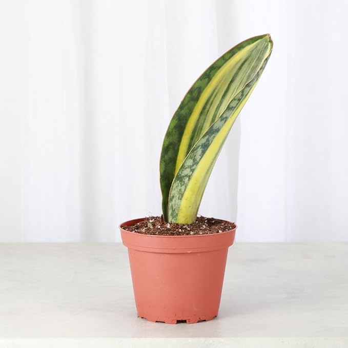 Thorsen's Greenhouse Live Variegated Whale Fin Snake Plant, Low Light, Collector Houseplant, 4-inch Diameter Mature Plant