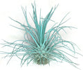 Thin Colored Air Plant, Live Tillandsia House Plant, Easy Care Indoor Outdoor, Great Gift, Healthy Arrival Guaranteed, (Jade)