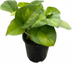 Pothos 'Global Green' (4 inch) - Air-Purifying Houseplants - 4/6 inch Unique Live Decorative Houseplants - Low-Maintenance Indoor Plants, House Warming Gift, Natural Air Purifier