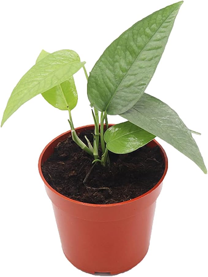Cebu Blue Pothos - 3" from California Tropicals