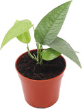 Cebu Blue Pothos - 3" from California Tropicals