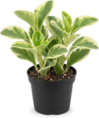 Baby Rubber Plant Live Indoor, Variegated Peperomia Obtusifolia Plant in 4'' Inch Pot, Low-Maintenance Peperomia Live Plant, Ideal Plant for Home & Office