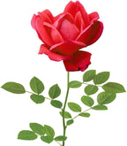 Perfect Plants Double Red Knock Out Rose 1 Gallon, Live Plant Planting Guide