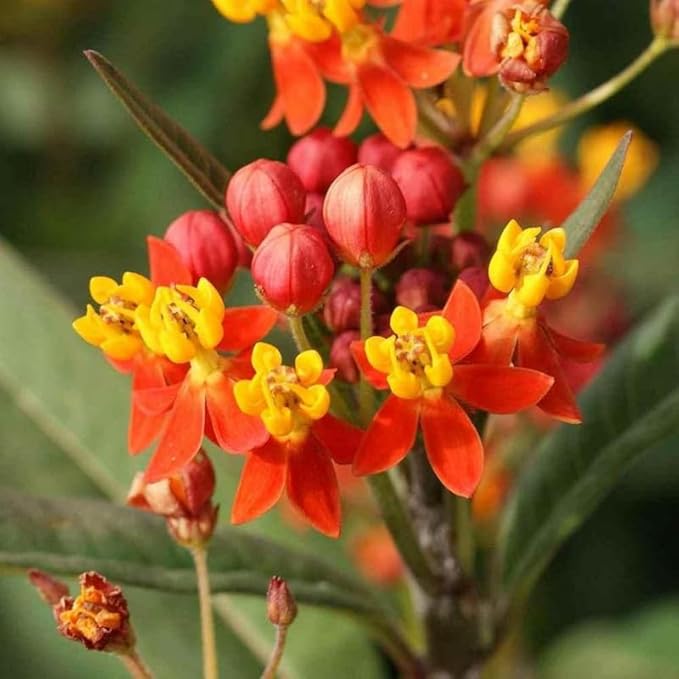 Chalily Mexican Butterfly Weed, a Great Live Pond Plant for Your Water Garden. Filters The koi and Goldfish Pond. Good for Bogs, Plant Shelf or Shallow Water This marginal Aquatic is a Real Beauty