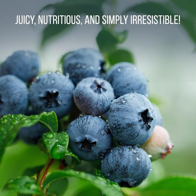 Blueberry Plant Jewel Live for Sale (4 Pack) | Easy to Grow Plants | Edible Fruit Plant for Sustainable Living | Grow Your own Food on Your Edible Organic Garden| Live for Planting| No Seeds