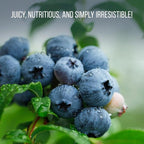 Blueberry Plant Jewel Live for Sale (4 Pack) | Easy to Grow Plants | Edible Fruit Plant for Sustainable Living | Grow Your own Food on Your Edible Organic Garden| Live for Planting| No Seeds