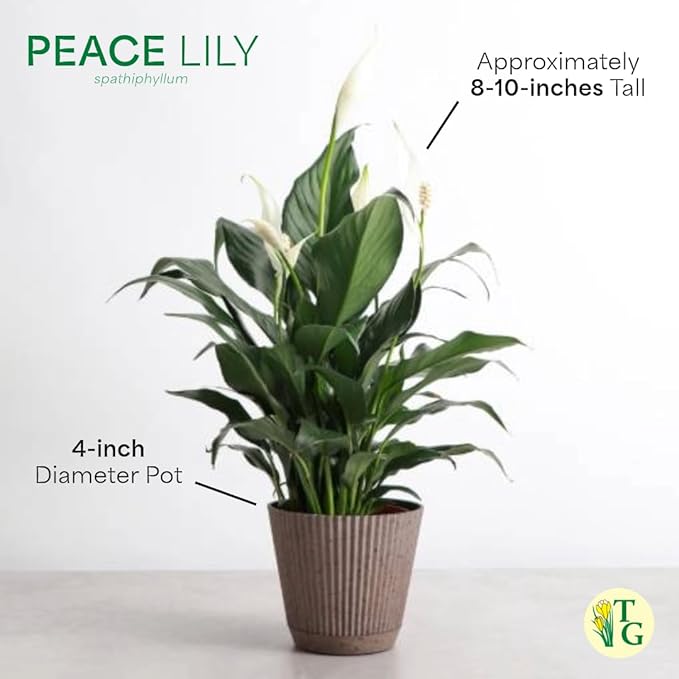 Thorsen's Greenhouse Live Peace Lily Plant, Spathyphylum, Low Light, Easy to Grow, Natural Air Purifier Live Indoor Plant, 4-6" Diameter Pot (3 Pack Growers Pot, 4-inch Pot)