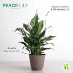 Thorsen's Greenhouse Live Peace Lily Plant, Spathyphylum, Low Light, Easy to Grow, Natural Air Purifier Live Indoor Plant, 4-6" Diameter Pot (3 Pack Growers Pot, 4-inch Pot)