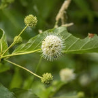 2 Button Bush Live Shrubs in 4 Inch Pot Plant, Native Buttonbush 12-18 Inch Tall, Flowering Shrubs for Rain Gardens, Pond Edges & Outdoor Landscaping