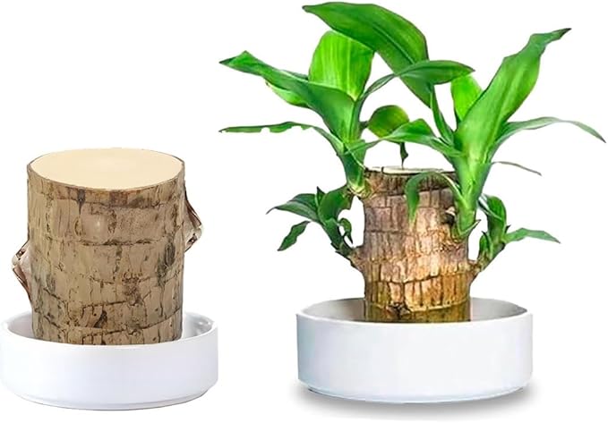 Brazilian Wood Plant,Mini Brazil Lucky Wood,Swelling Stage,Nearing Germination Lucky Tree,Budding Takes just 7-15 Days,Brazilian Tree Perfect for Home,Office Desktop Decoration (Without Panda Statue)