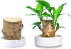 Brazilian Wood Plant,Mini Brazil Lucky Wood,Swelling Stage,Nearing Germination Lucky Tree,Budding Takes just 7-15 Days,Brazilian Tree Perfect for Home,Office Desktop Decoration (Without Panda Statue)