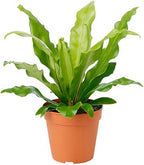 American Plant Exchange Bird’s Nest Fern – 6-Inch Pot – Live Easy Care Indoor Houseplant, Air-Purifying, Pet-Friendly Tropical Plant for Bathrooms, Bedrooms & Home or Office Décor