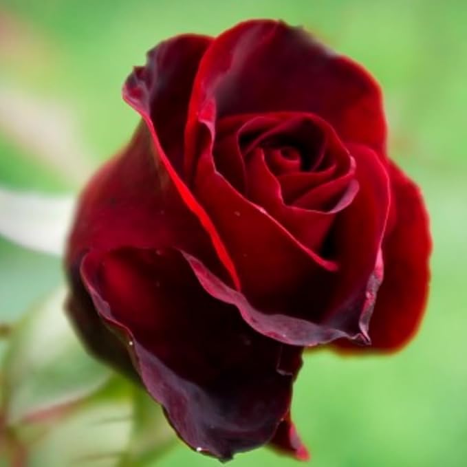 Velvet Red Black Climbing Rose Live Plant, Can Grow As Rose Bushes Shrubs, Fragrant Ready to Plant, Starter Size, 5 to 10 Inc Tall, Dormant in Winter