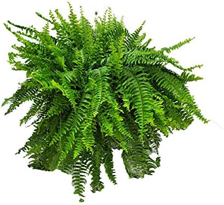 Live Boston Fern Hanging Basket Plant (10" Hanging Basket) - Overall Spread 25" to 30" - Tropical Plants of Florida