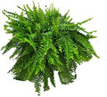 Live Boston Fern Hanging Basket Plant (10" Hanging Basket) - Overall Spread 25" to 30" - Tropical Plants of Florida