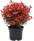 Red Burning Bush Shrub Live Plant, 2.5 Inches Pot, Dwarf Burning Bush Live Plant