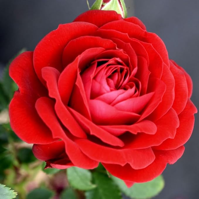 Fresh Roses for Delivery Prime, Red Roses Live Rose Bush Plants, Indoor Rose Plant Lover Gifts, Fresh Flowers for Delivery Prime, Potted Rose Plant Live Plants, Outdoor Plants Live by Plants for Pets